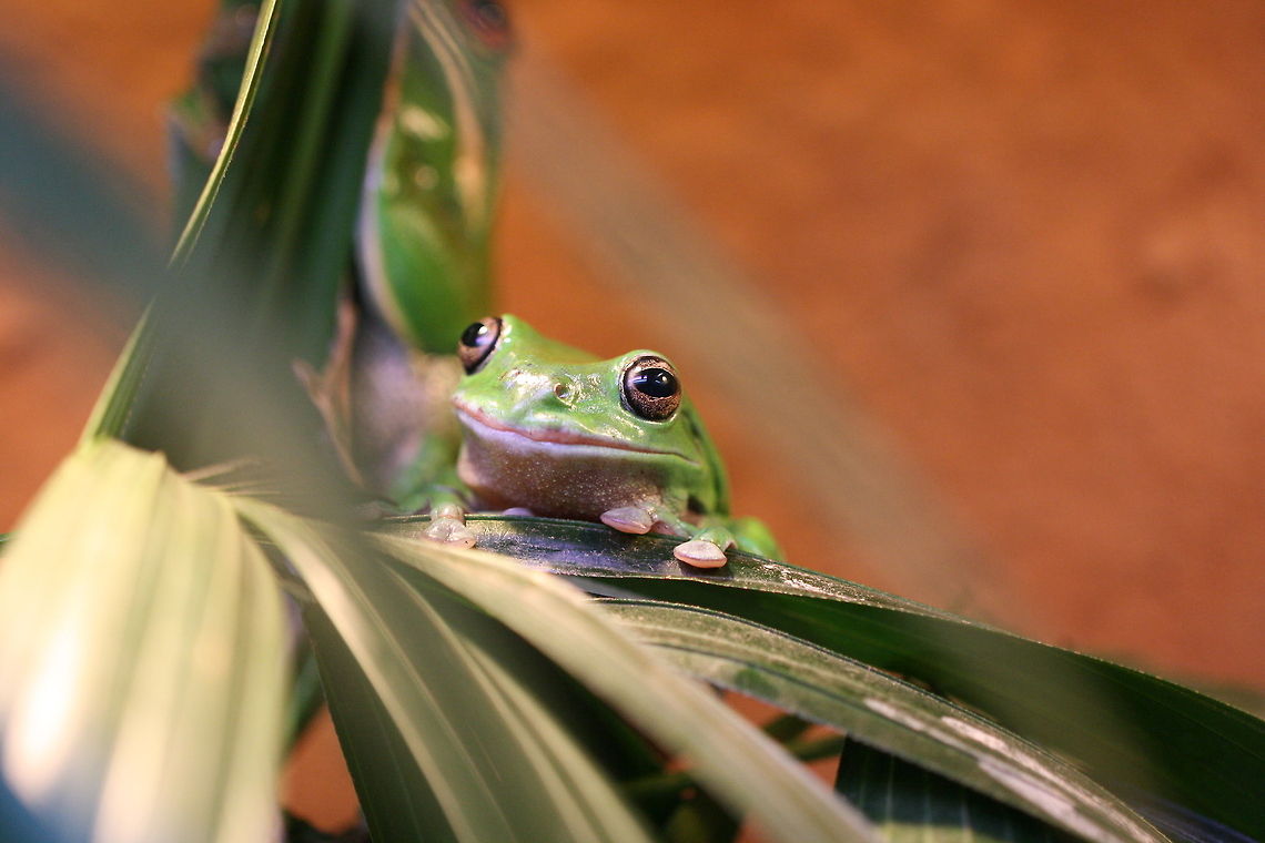 Green Tree Frog  Australian green tree frog,Litoria caerulea