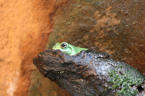 Green Tree Frog  Australian green tree frog,Litoria caerulea