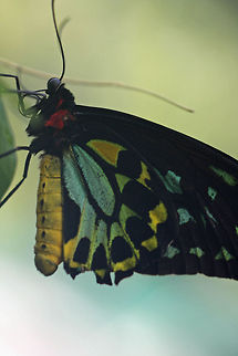 Cairns Birdwing  Cairns Birdwing,Ornithoptera euphorion