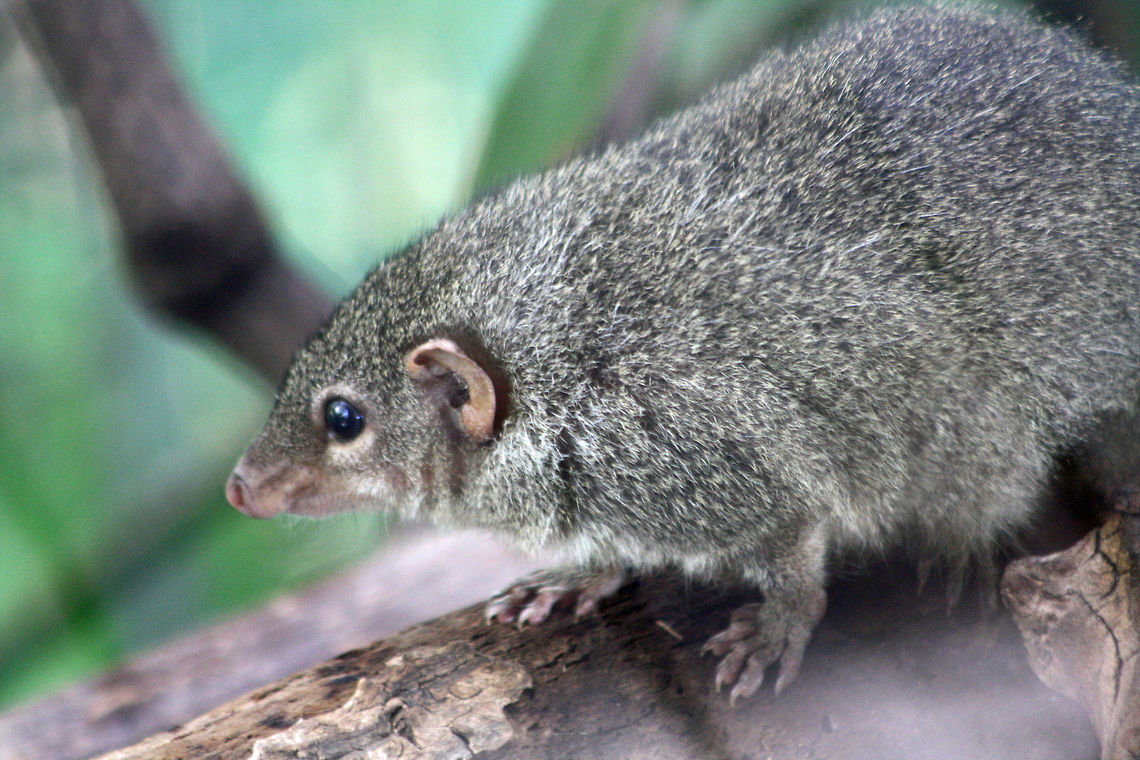 Common Tree Shrew  Common treeshrew,Tupaia glis