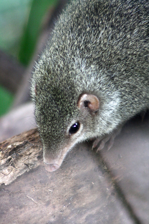 Common Tree Shrew  Common treeshrew,Tupaia glis
