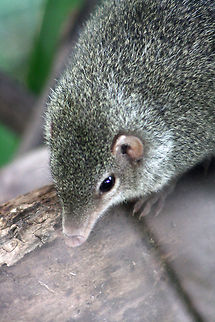 Common Tree Shrew  Common treeshrew,Tupaia glis