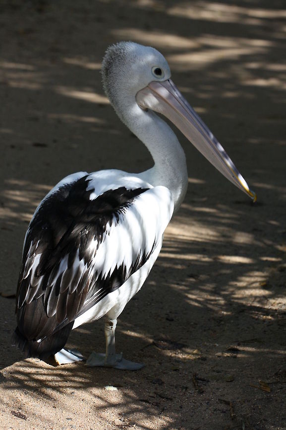 Australian Pelican  Australian Pelican,Pelecanus conspicillatus