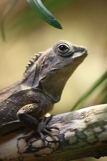 Southern Angle Headed Dragon  Hypsilurus spinipes,Southern angle-headed dragon