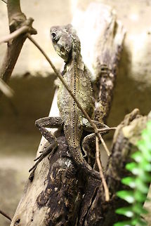 Southern Angle-headed Dragon Found in coastal forests of NSW and Sth Qld, Australia.  Generally slow moving and relies on cryptic colouration to hide.  If confronted it will arch its back, open its mouth wide and hisses.  Feeds on beetles, cockroaches and spiders.  Prefers thick vegetation but needs exposed areas to lay eggs.  Nests are often found on verges of tracks and dirt roads. Hypsilurus spinipes,Southern angle-headed dragon
