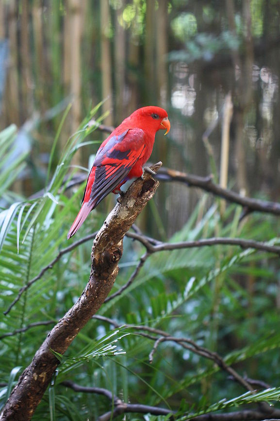 Red Lory  Eos bornea or Eos rubra,Red Lory
