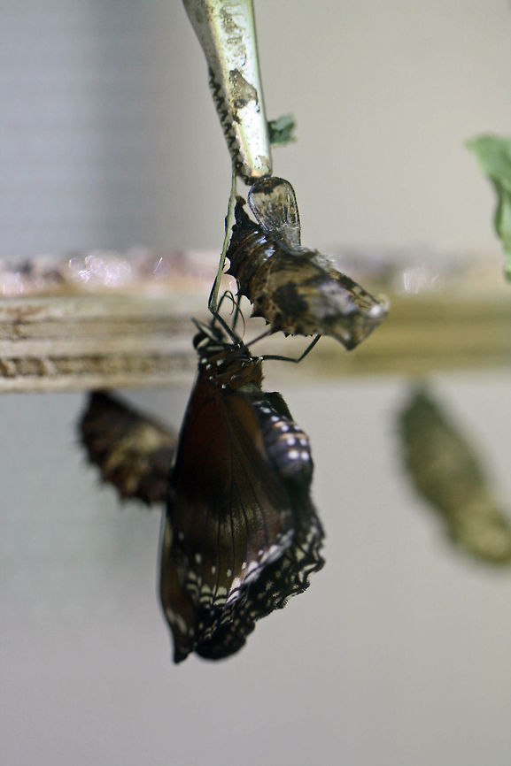 Great Eggfly butterfly emerging from pupa  Great Eggfly,Hypolimnas bolina