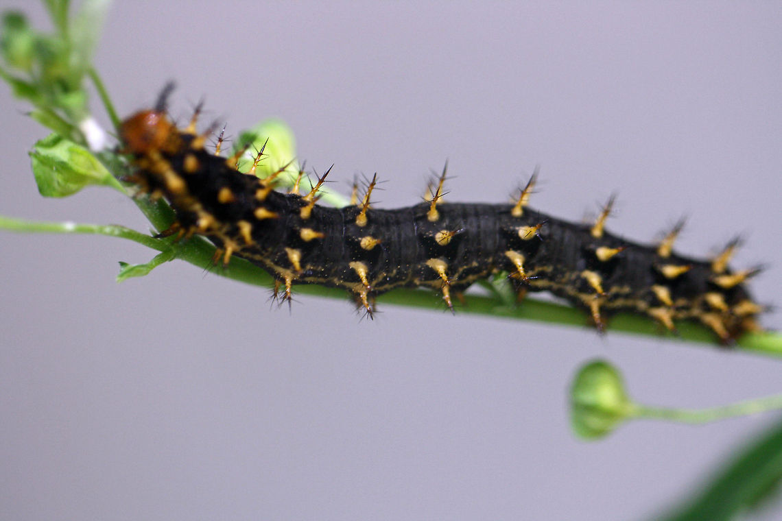 Common Eggfly Cat  Great Eggfly,Hypolimnas bolina