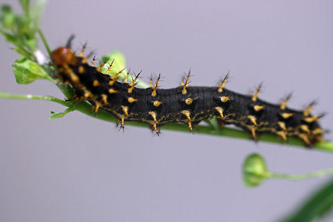 Common Eggfly Cat  Great Eggfly,Hypolimnas bolina
