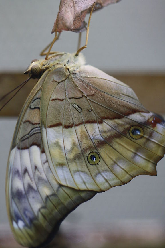 Common Cruiser Butterfly  Cruiser,Vindula erota