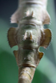 Spiny Leaf Stick Insect bottom shot  Exatostoma tiaratum,Extatosoma tiaratum