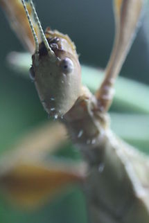 Spiny Leaf Stick Insect head shot  Exatostoma tiaratum,Extatosoma tiaratum