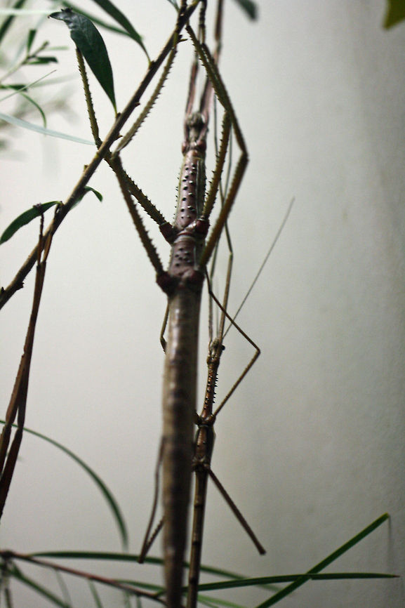 Eastern Goliath Stick Insect Size up to 25cms female is more than twice male&#039;s size. They feed on leaves of plants such as Eucalptus, Acacia and Callistemon.  They feed mainly at night.  They are found in northern and eastern Australia, including Qld, NSW and WA. Eurycnema goliath,Goliath stick insect