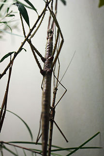 Eastern Goliath Stick Insect Size up to 25cms female is more than twice male's size. They feed on leaves of plants such as Eucalptus, Acacia and Callistemon.  They feed mainly at night.  They are found in northern and eastern Australia, including Qld, NSW and WA. Eurycnema goliath,Goliath stick insect