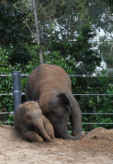 Asian Elephant  Asian elephant,Elephas maximus