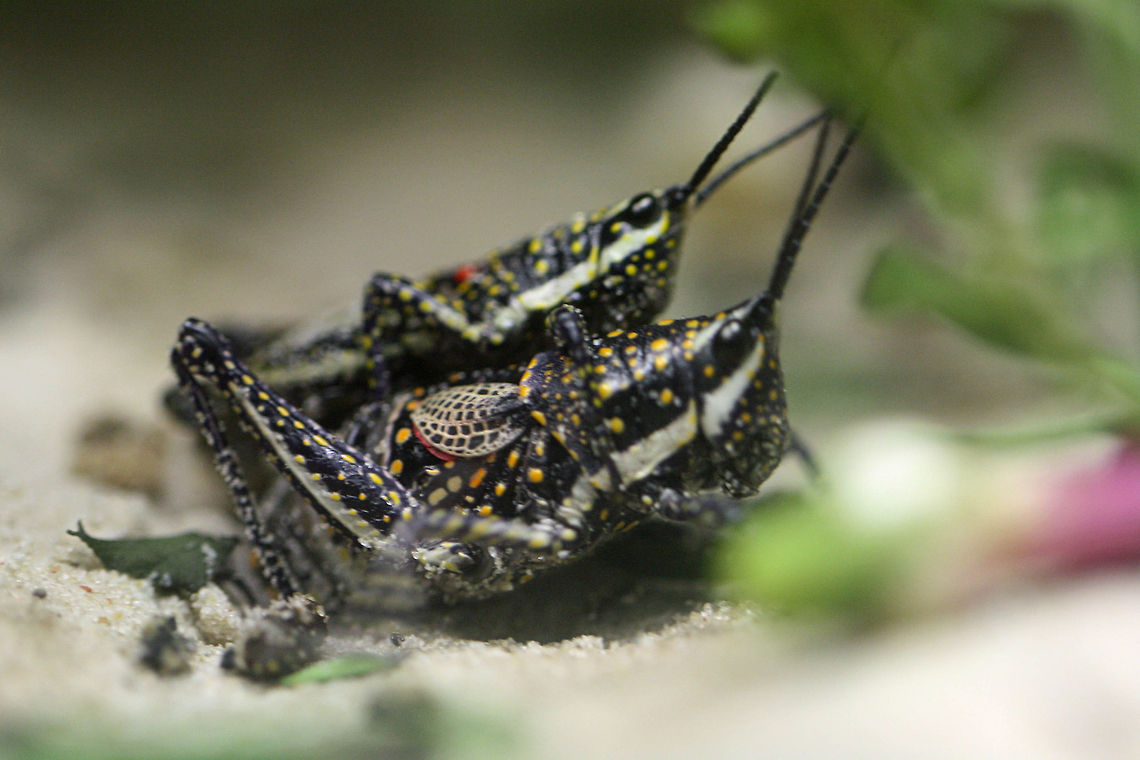 Blistered Grasshopper  Blistered grasshopper,Monistria pustulifera