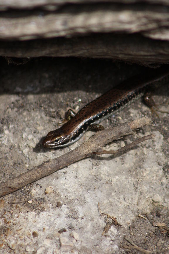 Garden Skink  Lampropholis guichenoti,Pale-flecked Garden Sunskink orCommon Garden Skink or Drop-tail Skink