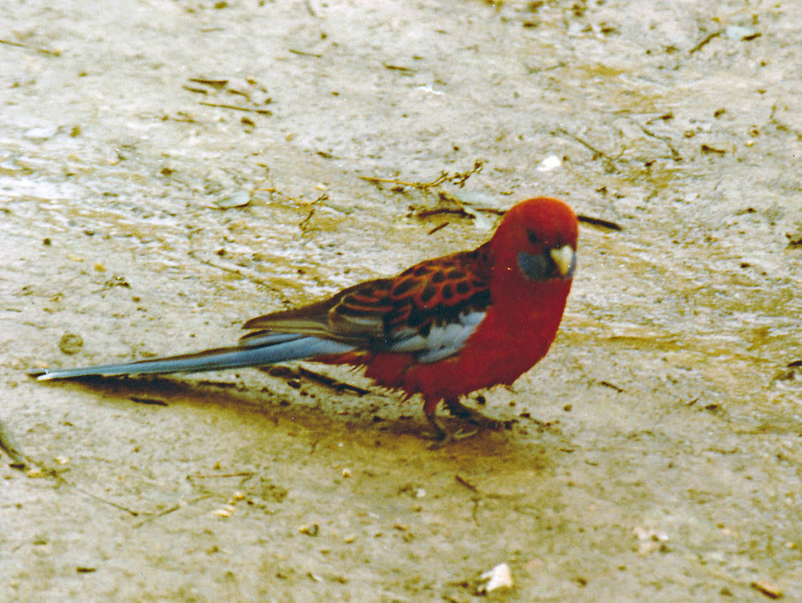 Crimson Rosella  Australia,Crimson Rosella,Geotagged,Platycercus elegans