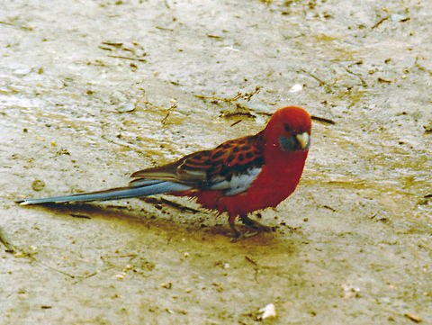 Crimson Rosella  Australia,Crimson Rosella,Geotagged,Platycercus elegans