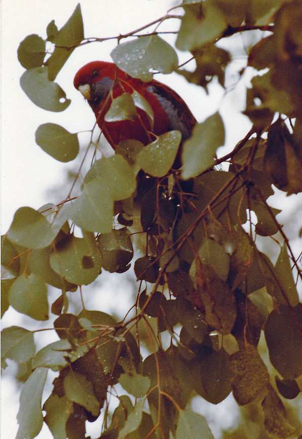 Crimson Rosella  Australia,Crimson Rosella,Geotagged,Platycercus elegans