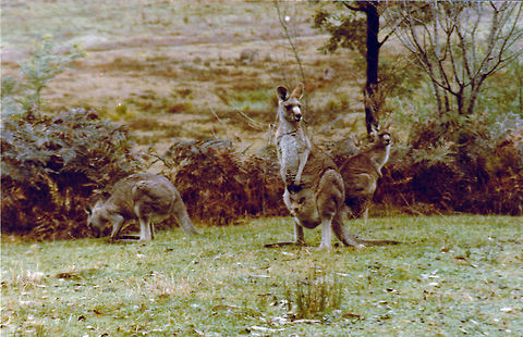 Grey Kangaroo  Australia,Geotagged,Macropus fuliginosus,Western grey kangaroo