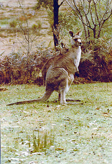 Grey Kangaroo  Australia,Geotagged,Macropus fuliginosus,Western grey kangaroo