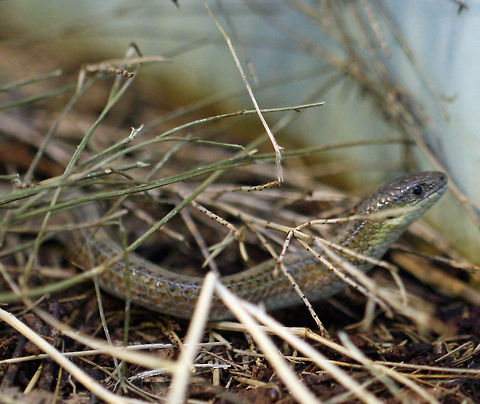 Striped Legless Lizard  Delma impar,Striped legless lizard