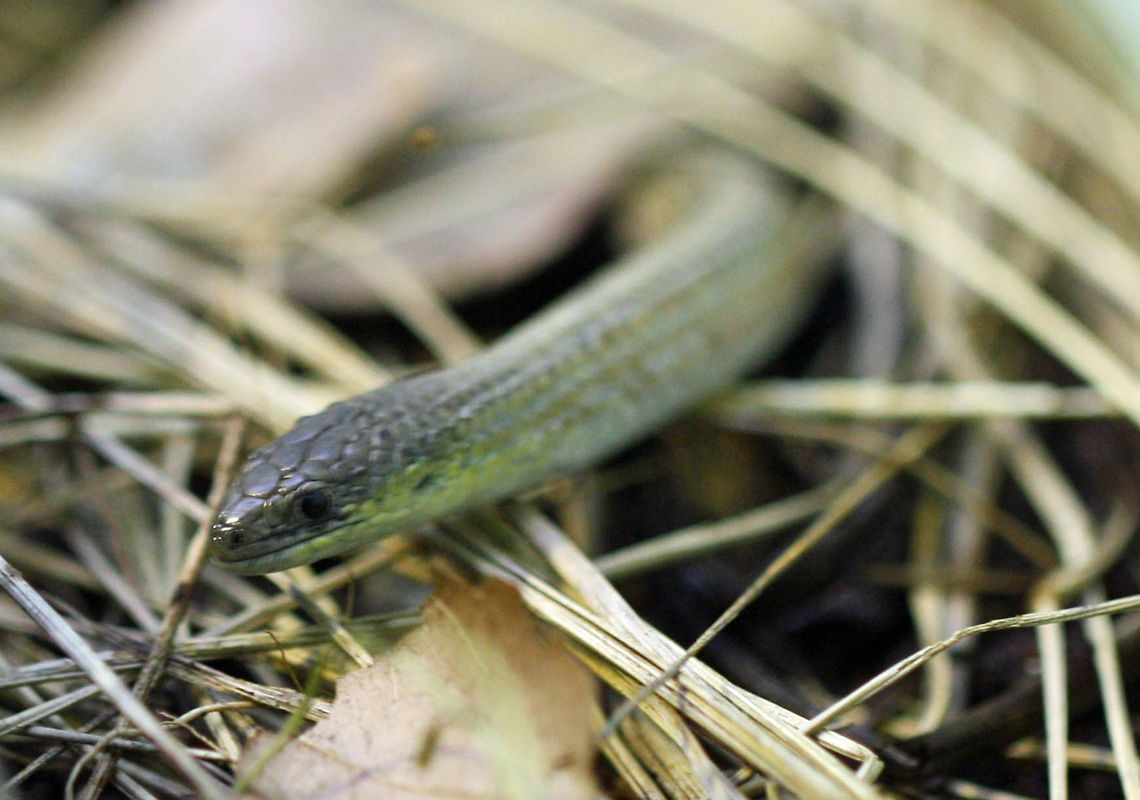 Striped Legless Lizard  Delma impar,Striped legless lizard