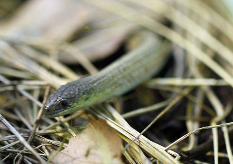 Striped Legless Lizard  Delma impar,Striped legless lizard