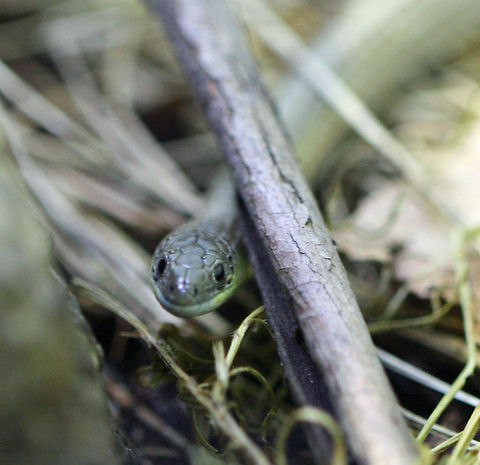 Striped Legless Lizard  Delma impar,Striped legless lizard