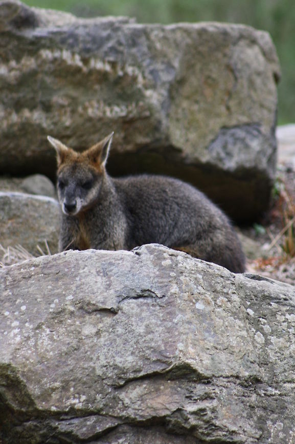 Rock Wallaby This is the only rock wallaby in Victoria, Australia.  There are only 30 left in the wild. Extremely well adapted for their habitat.  They mainly fed on grasses and bushes. Australia,Brush-tailed rock-wallaby,Geotagged,Petrogale penicillata