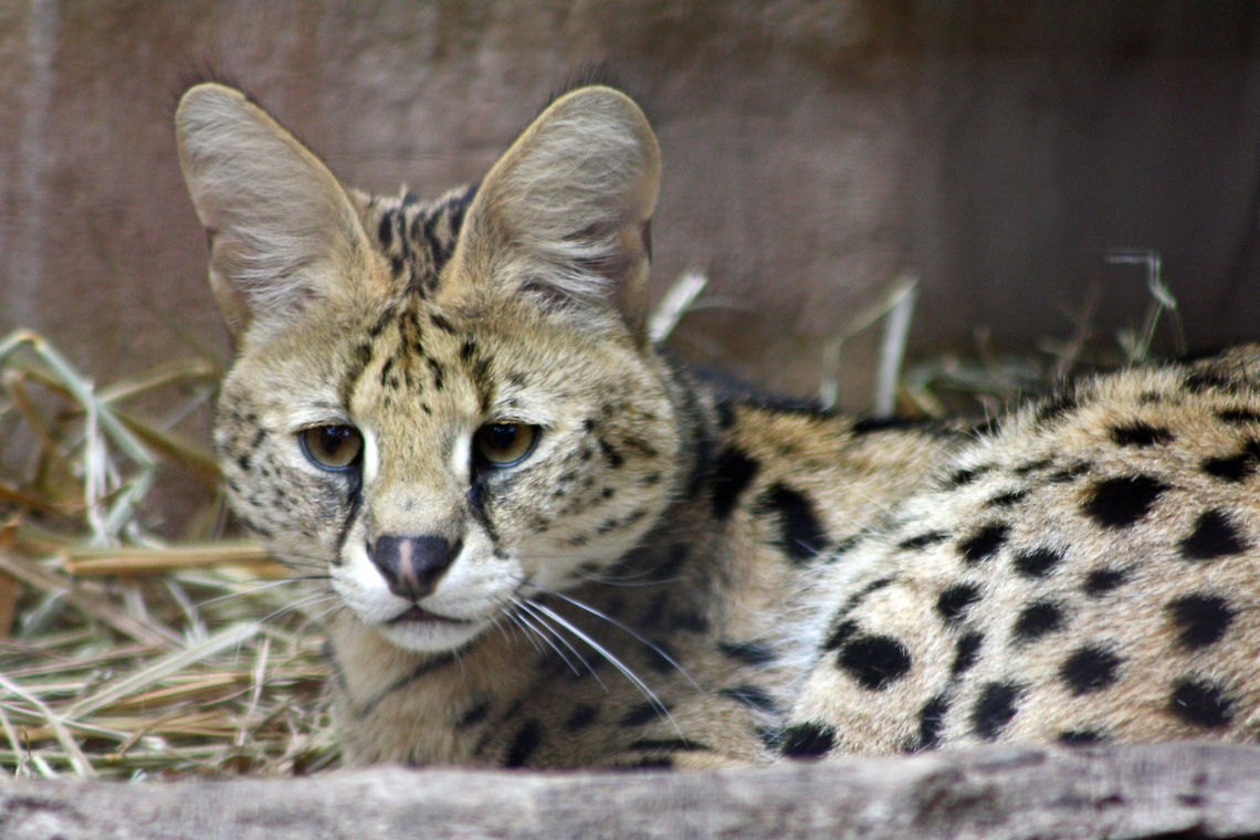 Serval  Leptailurus serval,Serval