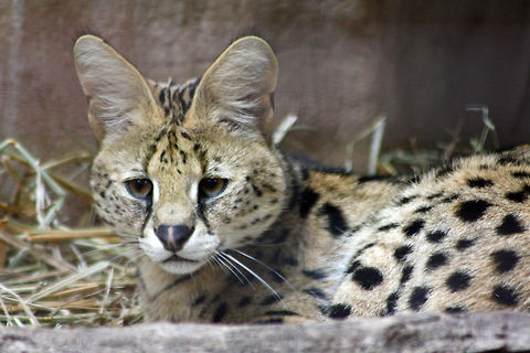 Serval  Leptailurus serval,Serval