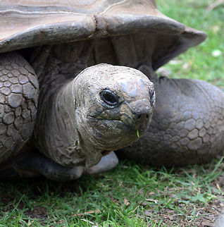 Aldabra Tortoise  Aldabra giant tortoise,Aldabrachelys gigantea