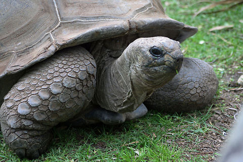 Aldabra Tortoise  Aldabra giant tortoise,Aldabrachelys gigantea