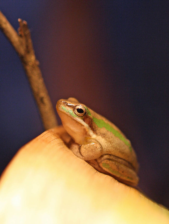 Eastern Drawf Tree Frog  Eastern dwarf tree frog,Litoria fallax