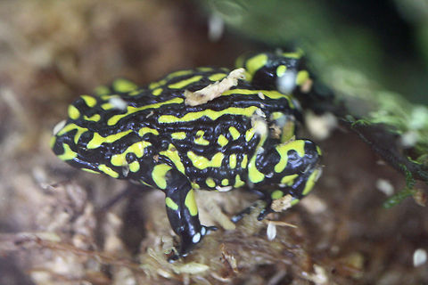 Southern Corroboree Frog (Pseudophryne corroboree  Corroboree Frog,Pseudophryne corroboree