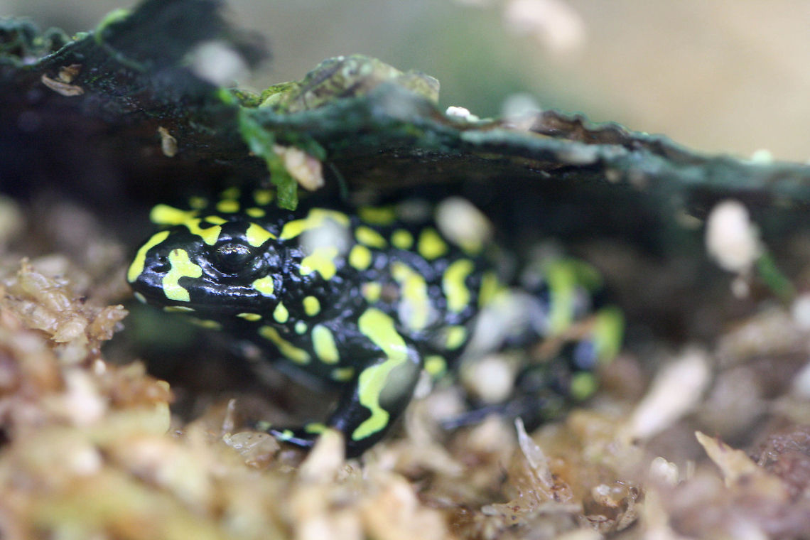 Southern Corroboree Frog The common name arose from the similarity of the frog&#039;s colour pattern to the yellow stripes of ochre worn by the Aborigines during corroborees.  The frogs walk like a lizard and has no toe webbing. Corroboree Frog,Pseudophryne corroboree