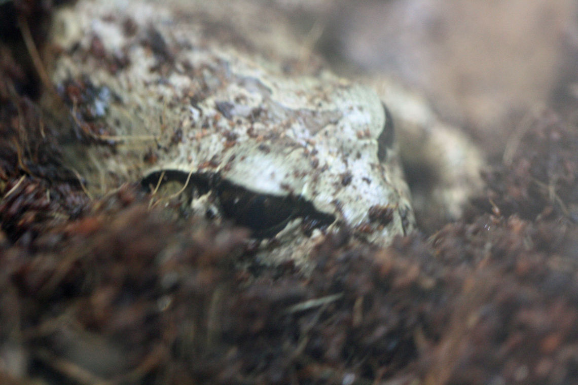 Stuttering_Frog  Mixophyes balbus,Stuttering Frog