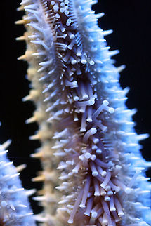 Eleven-armed Seastar Size arm radius up to 25cm.  Found in sheltered reefs, silt or sandy bottom sea floors from southern WA to southern Old and around Tasmania and New Zealand.  Largest species of seastar found in southern Australia.  Number of arms can vary from 7-14, the usual being 11.  Arms can regenerate into a whole new animal if broken off. An active predator of molluscs. Coscinasterias calamaria,Eleven-armed sea star