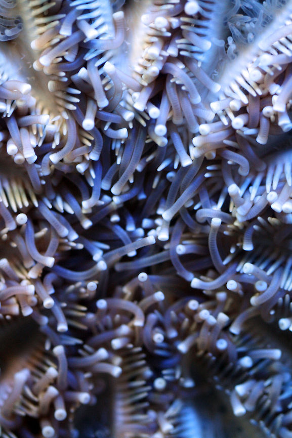 Eleven-armed Seastar  Coscinasterias calamaria,Eleven-armed sea star