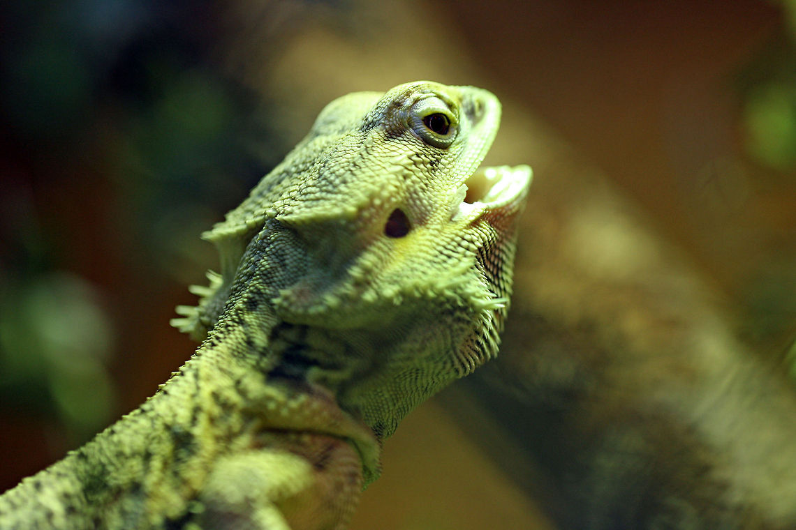 Bearded Dragon  Pogona vitticeps