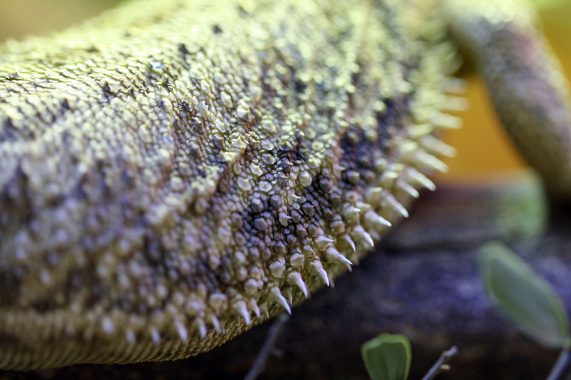 Bearded Dragon side armour  Pogona vitticeps