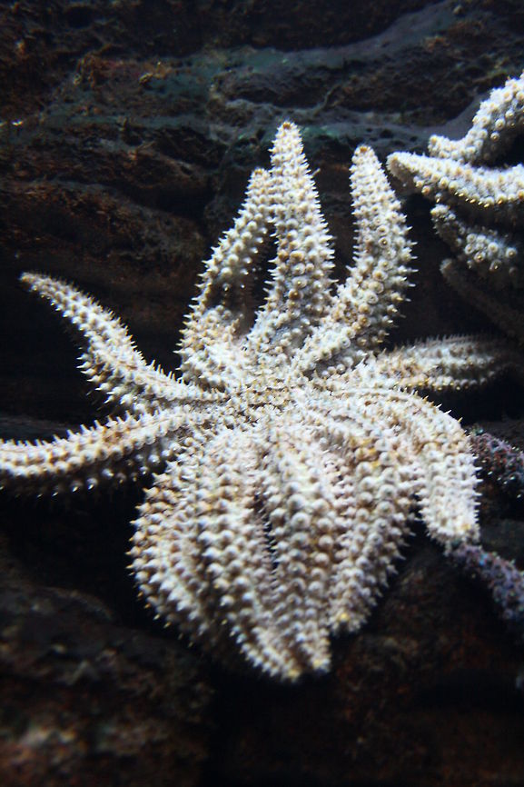 Eleven-armed Seastar  Coscinasterias calamaria,Eleven-armed sea star