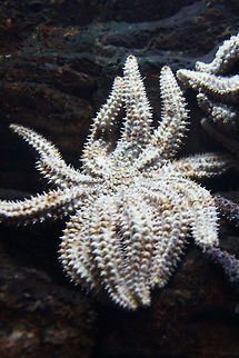 Eleven-armed Seastar  Coscinasterias calamaria,Eleven-armed sea star