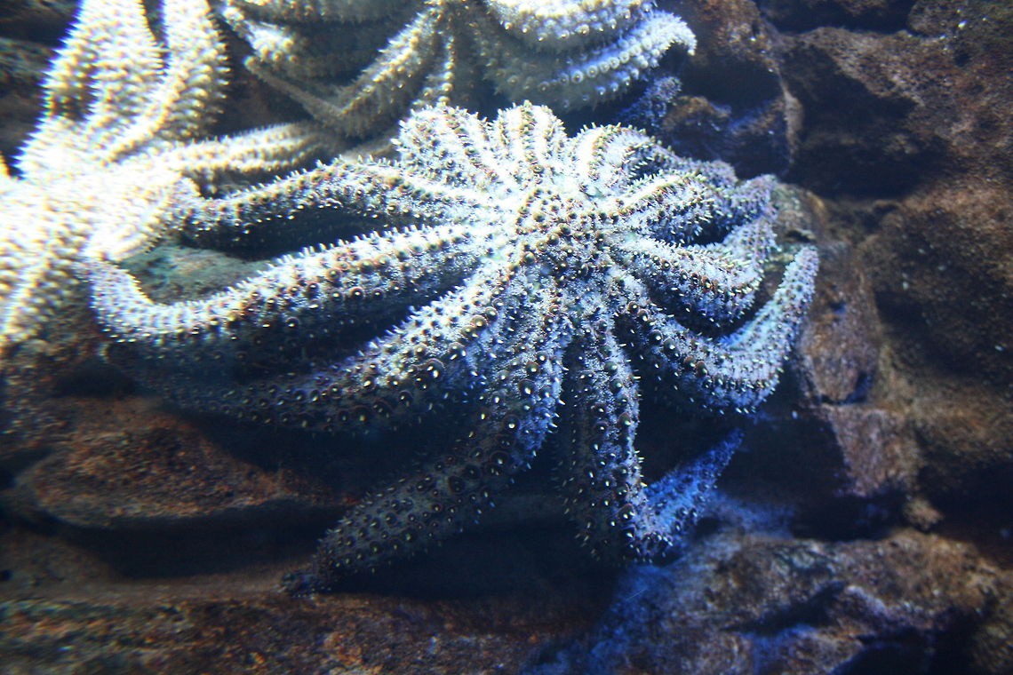 Eleven-armed Seastar  Coscinasterias calamaria,Eleven-armed sea star