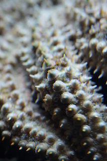 Eleven-armed Seastar up close  Coscinasterias calamaria