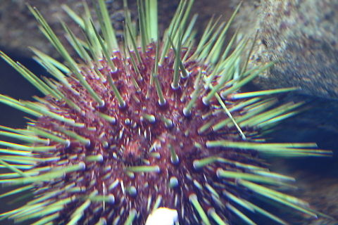 Purple Sea Urchin are endemic Australian species, which can be found in Southern Qld, NSW, Victoria and Tasmania. They inhabit coastal waters up to 35 mts in depth. They can reach up to 14 centimetres diameter. Strongylocentrotus purpuratus