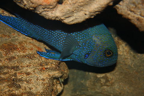 Southern Blue Devil Found in coastal and offshore rocky reefs and crevices.  Eat small bony fish, and small crustaceans such as shrimp.  Pairs will guard their eggs which are laid in vertical crevices.  Mostly nocturnal in habit. Paraplesiops meleagris