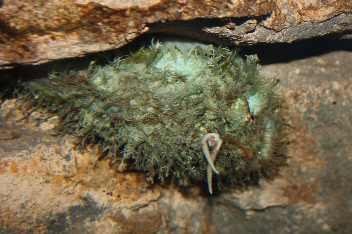 Tasselled Frogfish (Anglerfish)  Rhycherus filamentosus,Tasselled Anglerfish